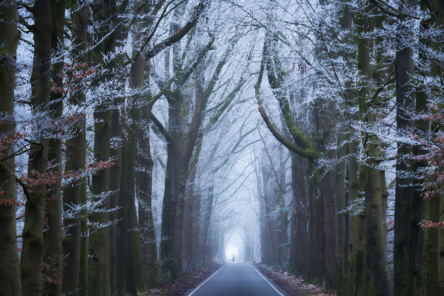 bosque invierno