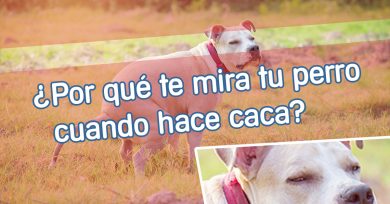 perro-hace-caca