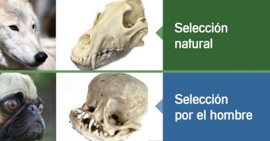 seleccion-hombre-vs-natural