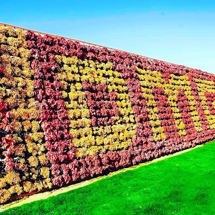 muro de flores