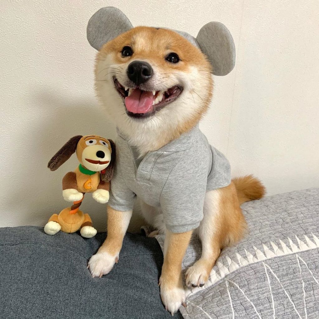 Perro Disneylandia Shiba Inu sonreír