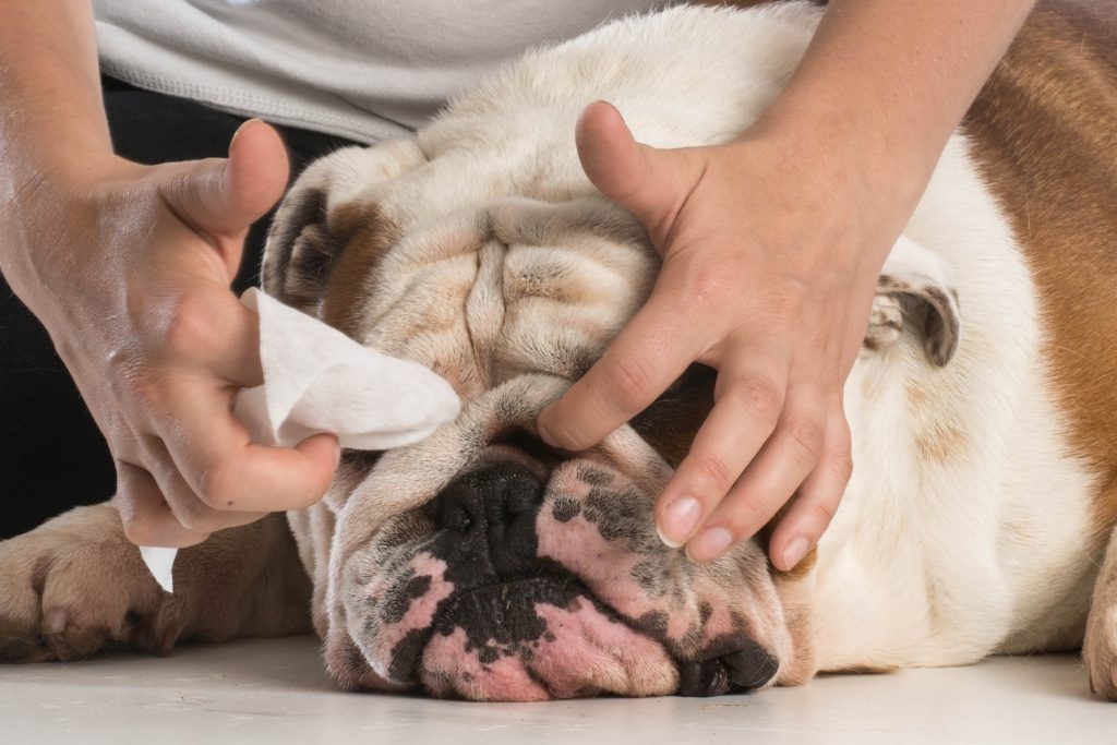 Perro arrugas limpieza sitios inesperados mascotas