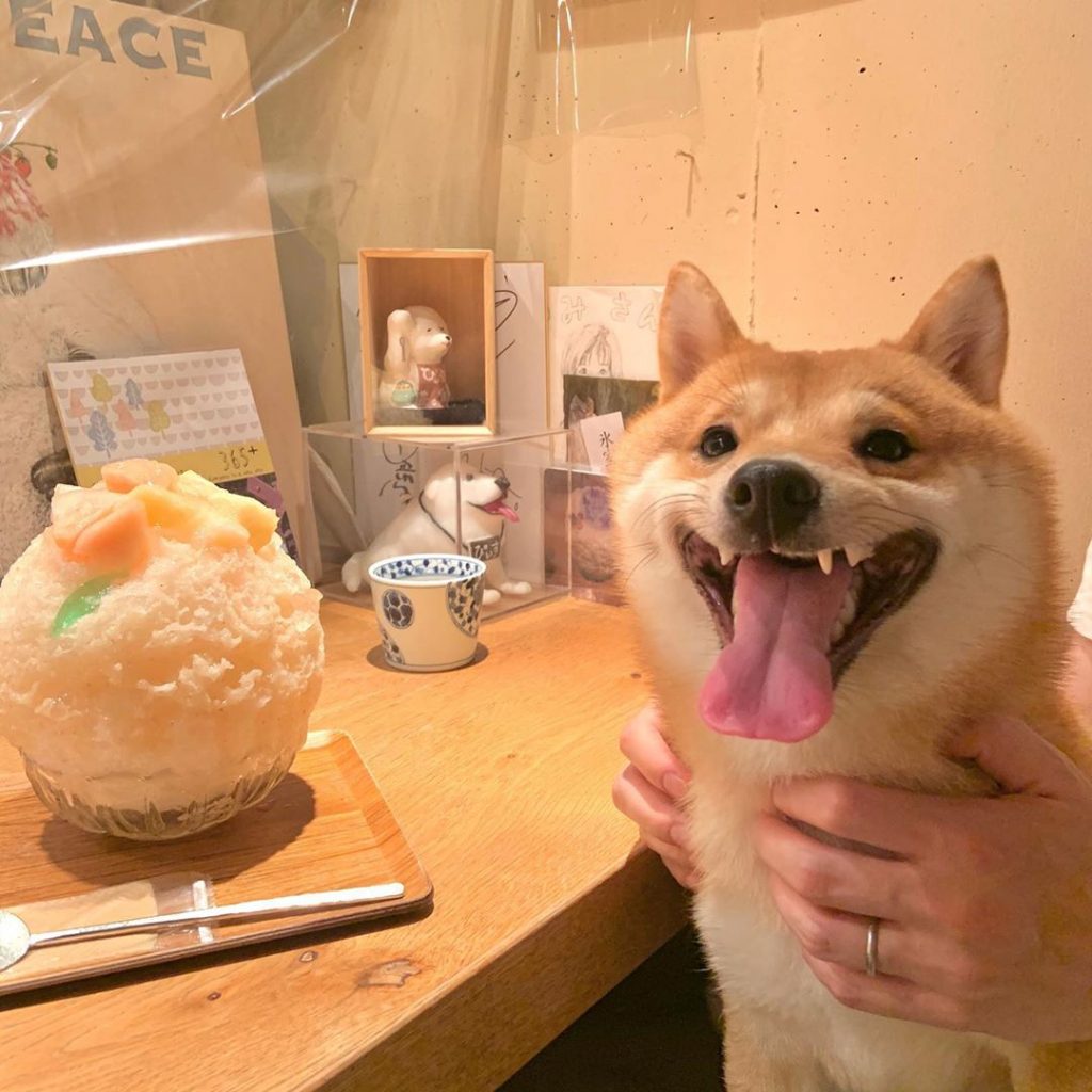 Perro bola arroz Shiba Inu sonreír