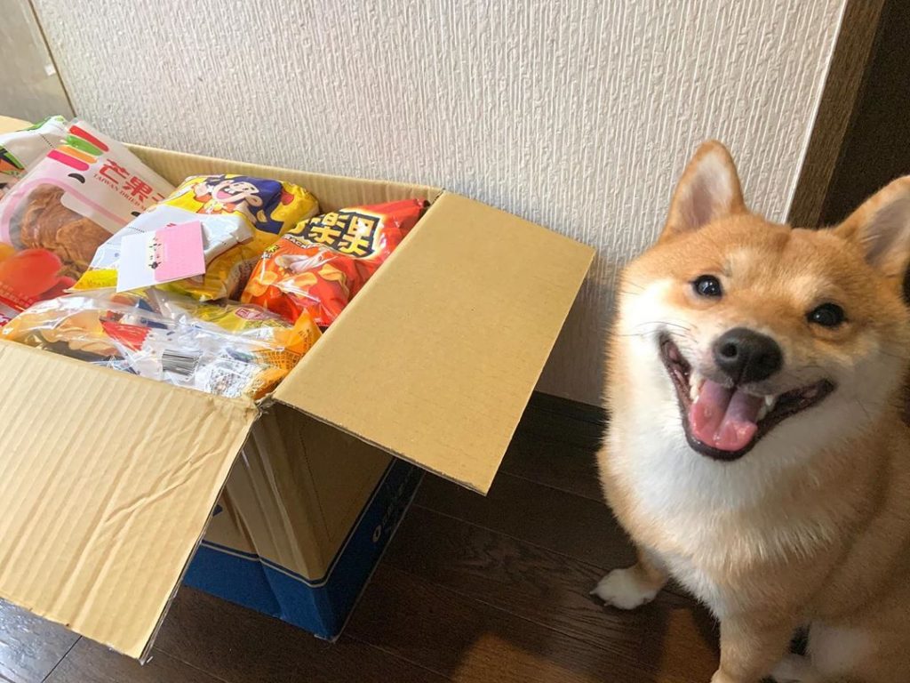 Perro caja comida