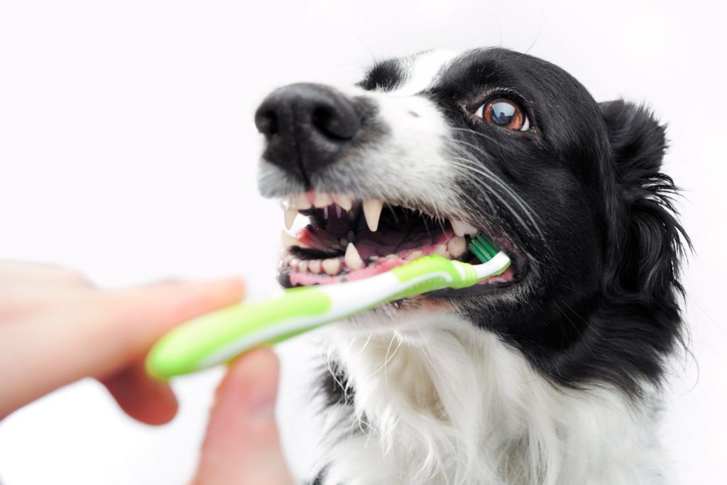 Perro cepillo dientes
