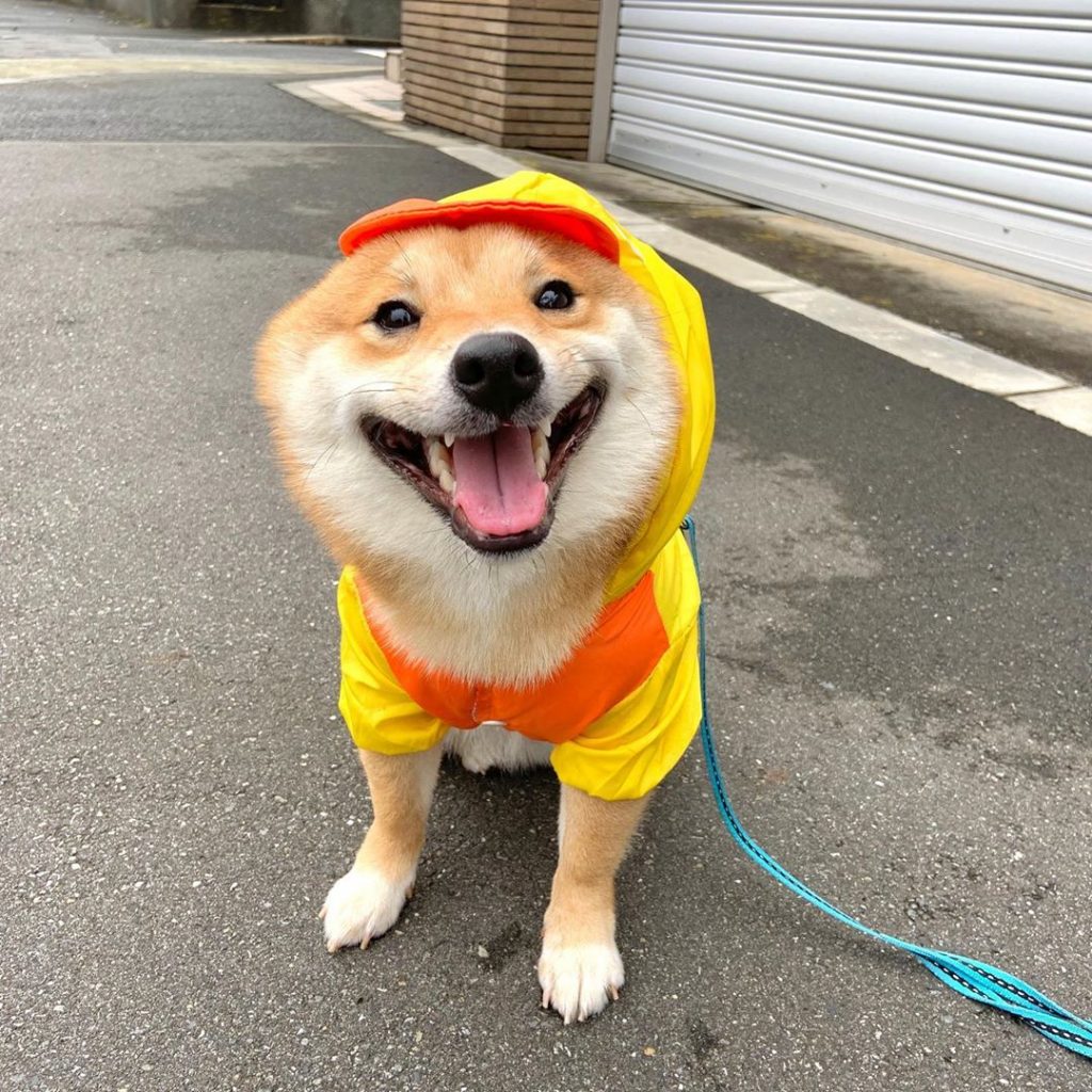 Perro chuvasquero Shiba Inu sonreír
