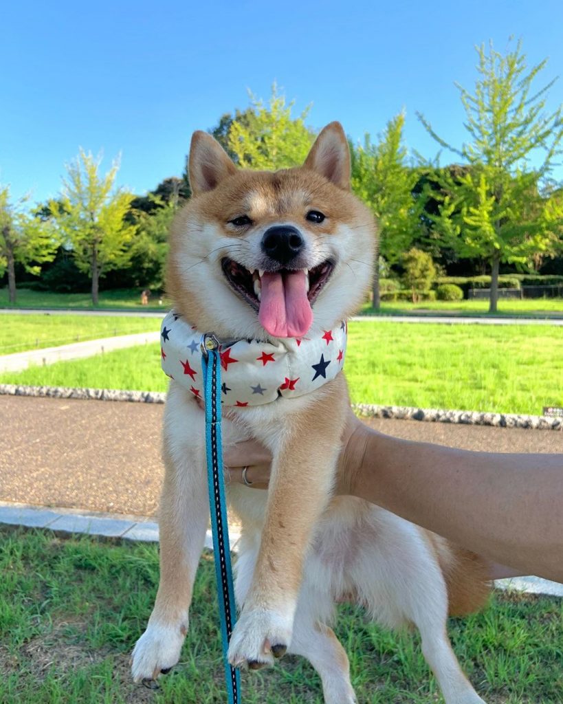Perro collar estrellas Shiba Inu sonreír