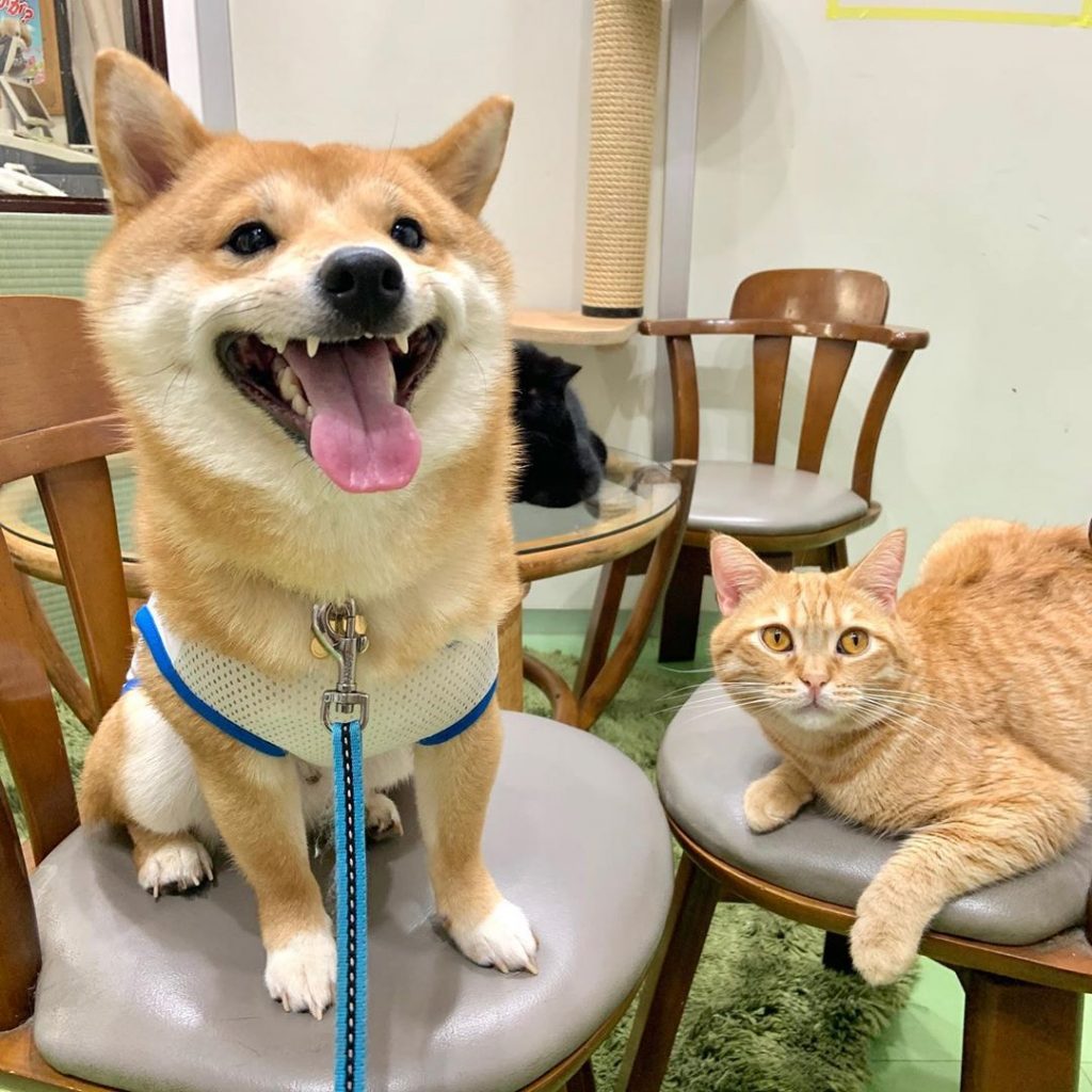Perro gato amigos Shiba Inu sonreír