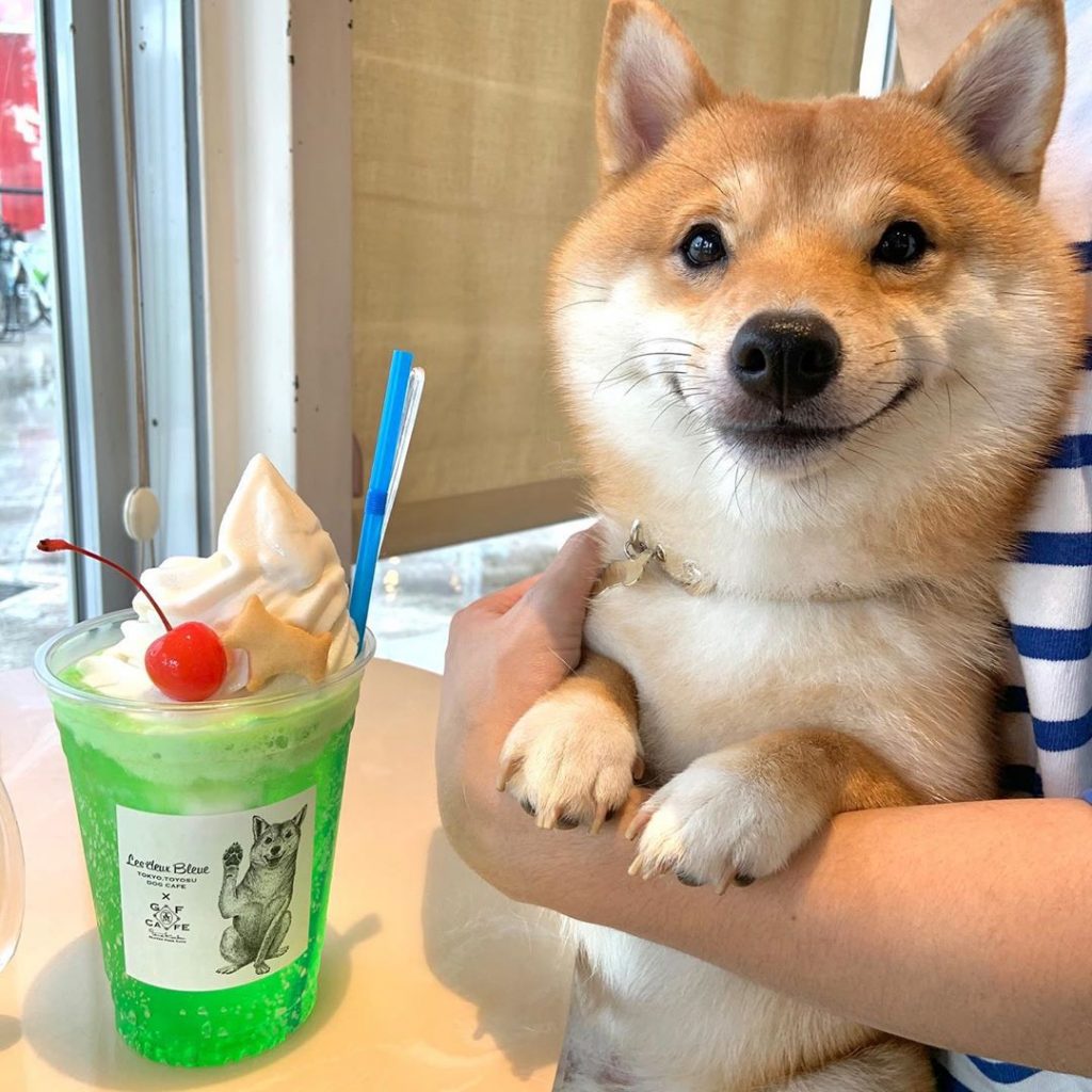 Perro helado Shiba Inu sonreír