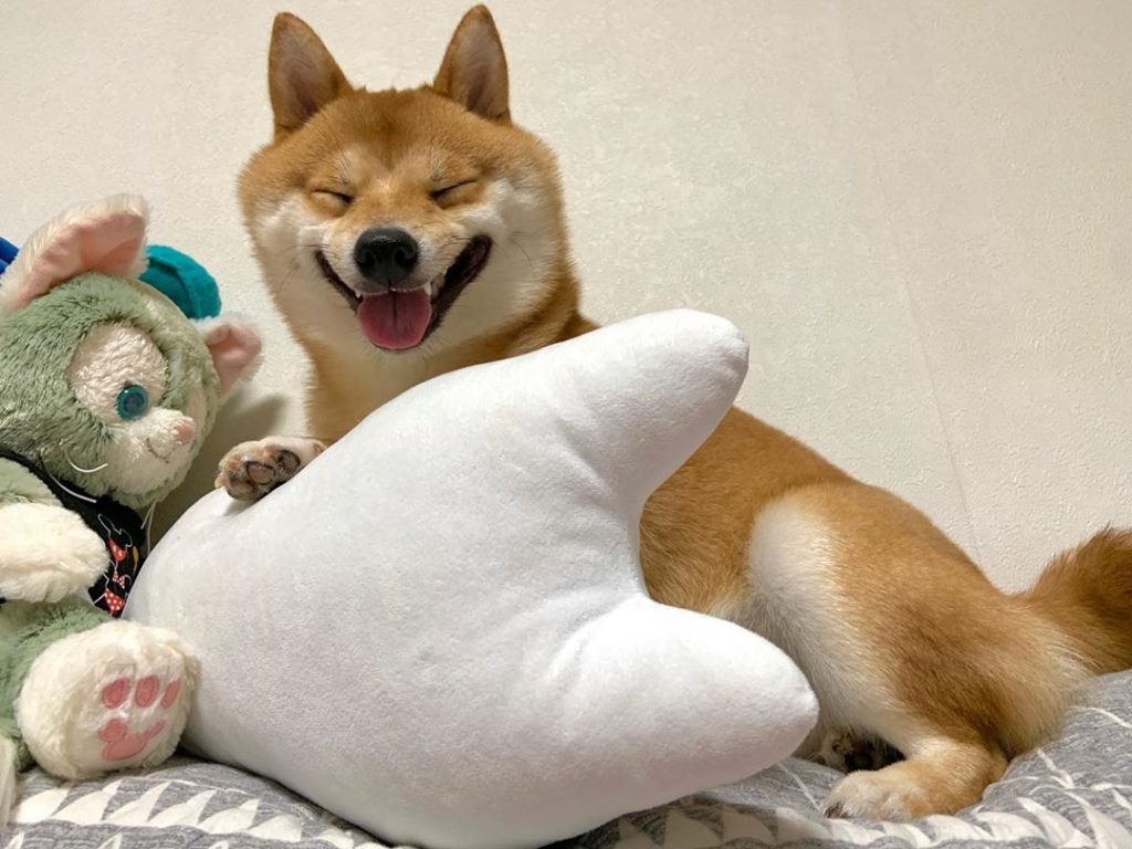 Perro juguetes Shiba Inu sonreír
