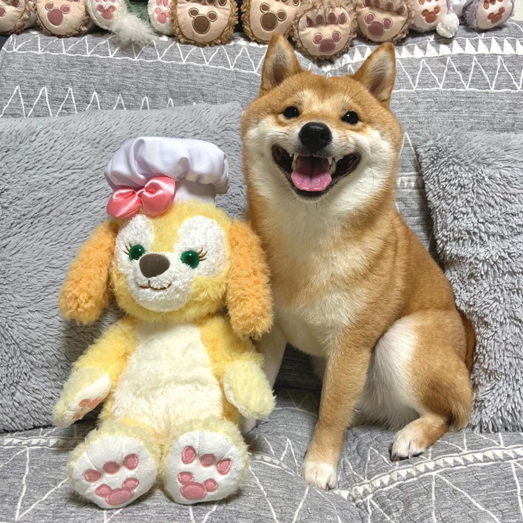 Perro peluche Shiba Inu sonreír