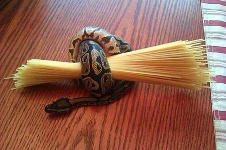 Serpiente pasta
