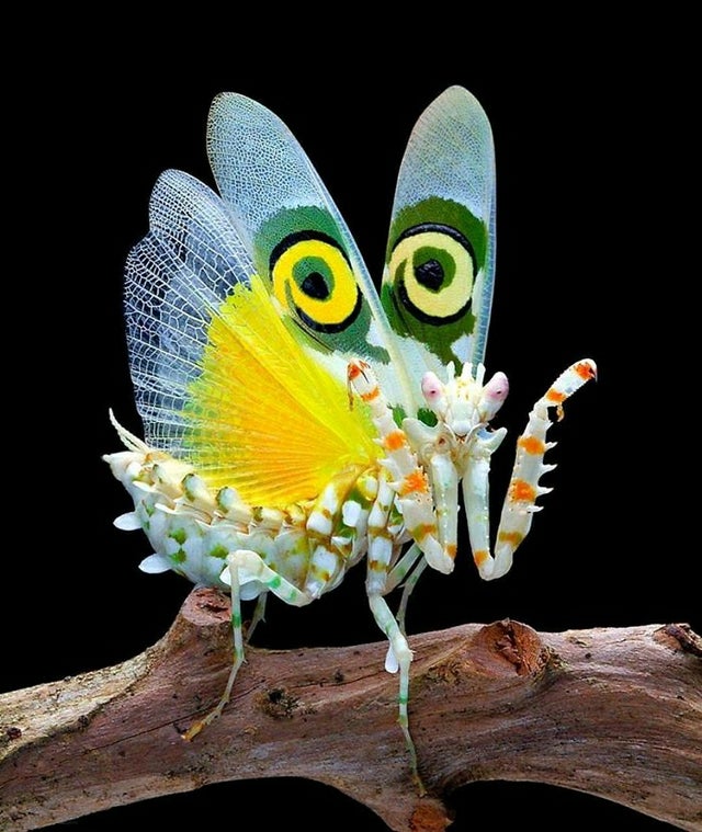 mantis flor espinosa