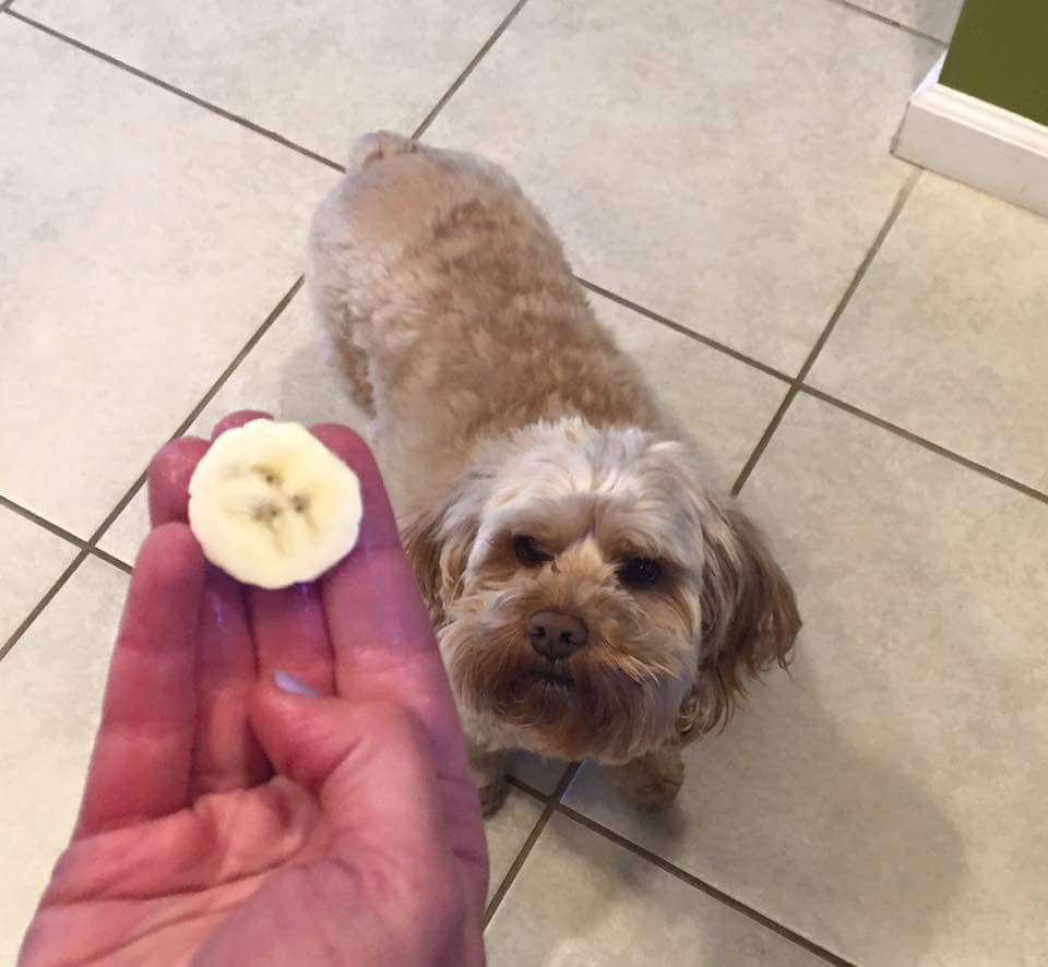 cara de perro en plátano