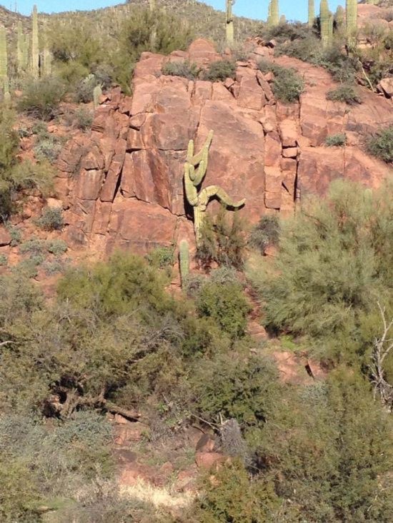 cactus escalador