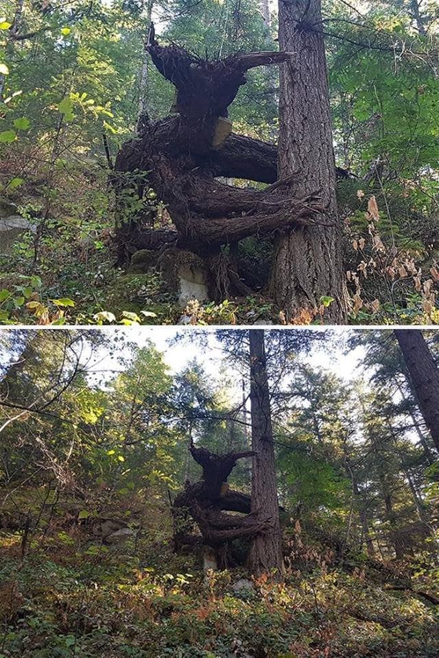 hombre árbol
