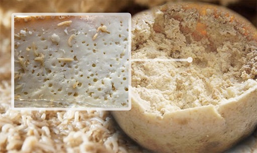 queso Casu Marzu