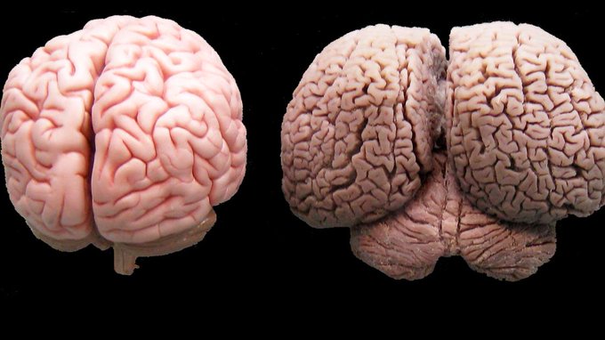 cerebro humano vs cerebro delfín