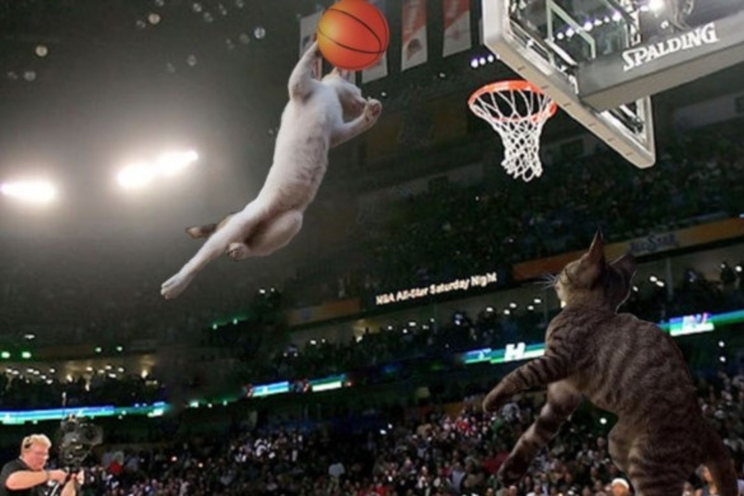 gato baloncesto