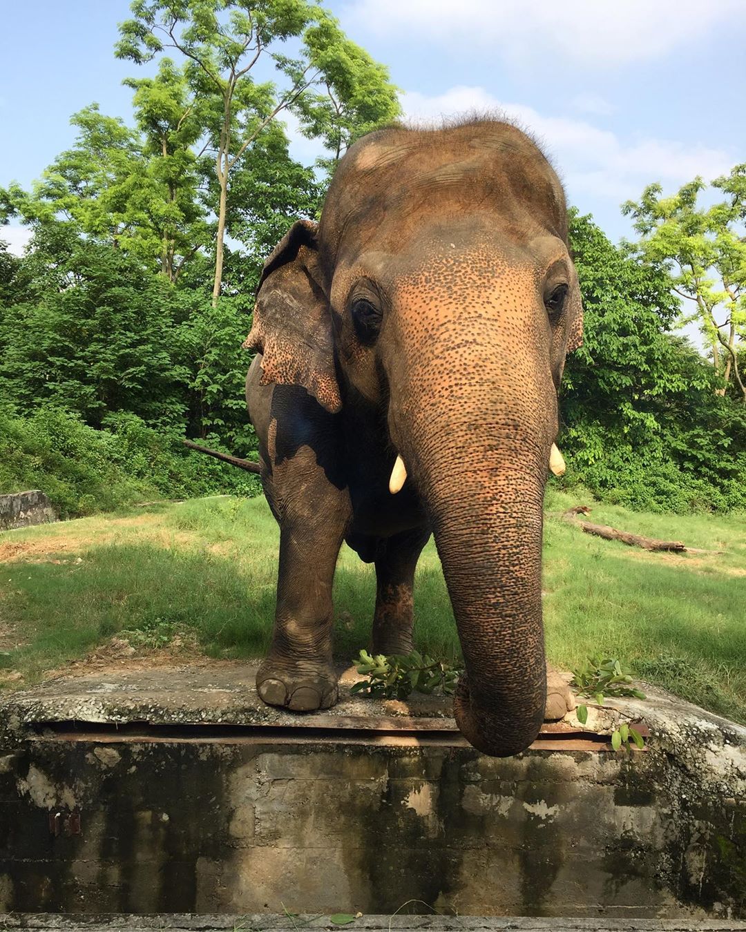 Kaavan, el elefante más solitario del mundo, por fin tendrá una nueva vida