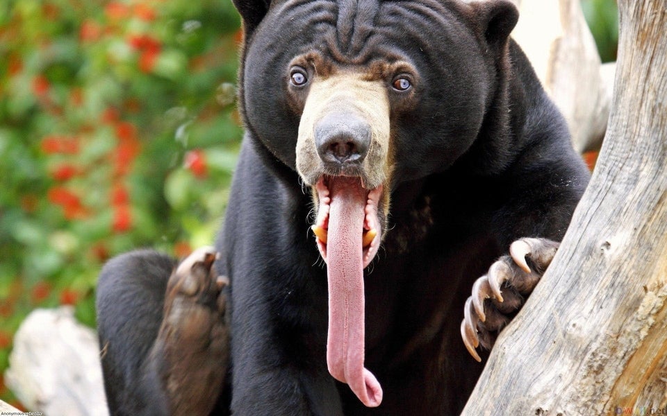 lengua de oso