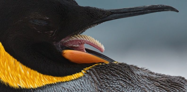 lengua de pingüino
