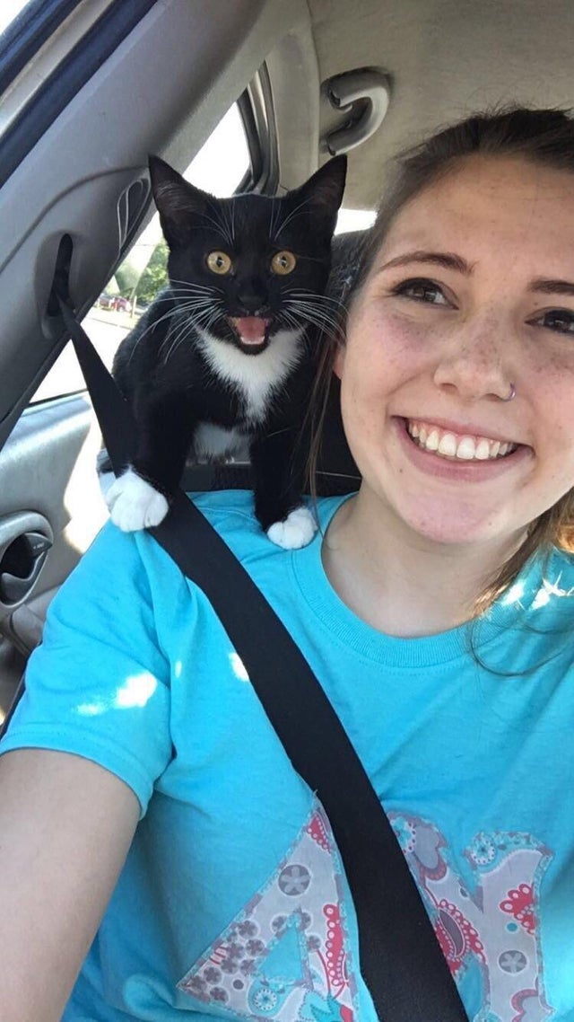 gato asustado en el coche
