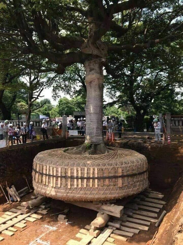 traslado árbol Japón