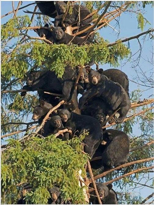 grupo de osos negros