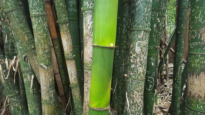 bambu pandemia