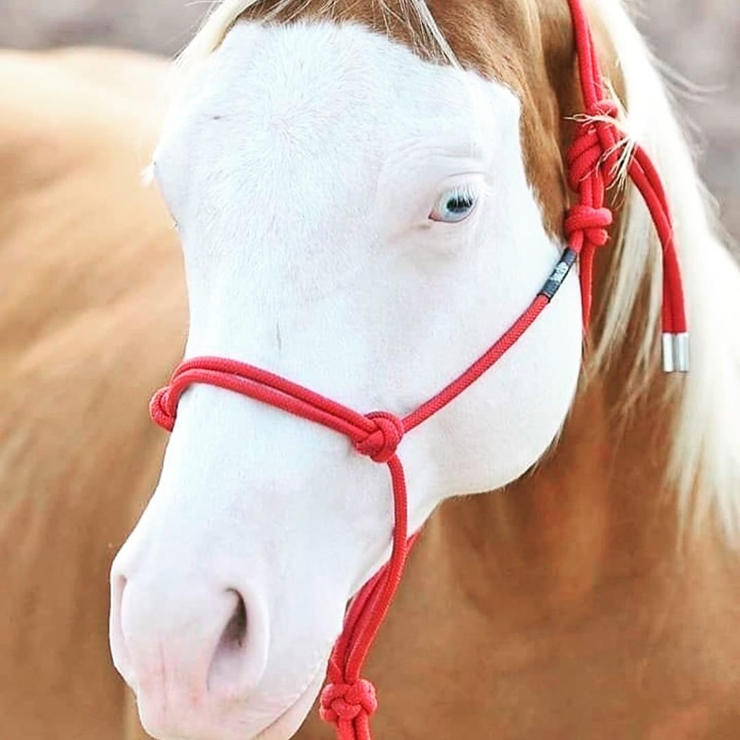 caballo blanco vitiligo