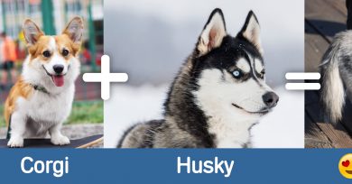 cruce-corgi