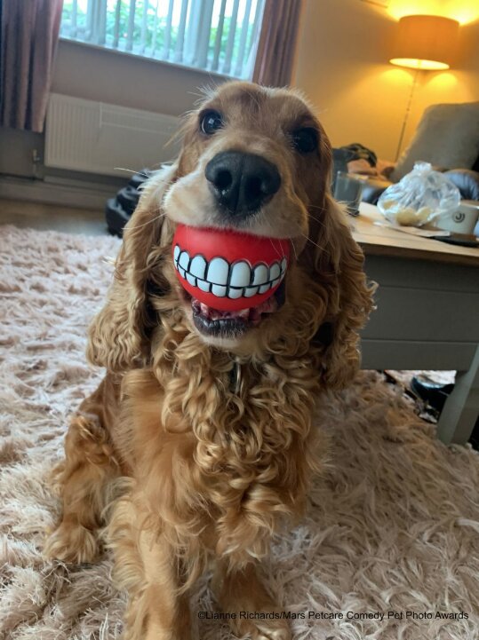 perro con pelota de dientes