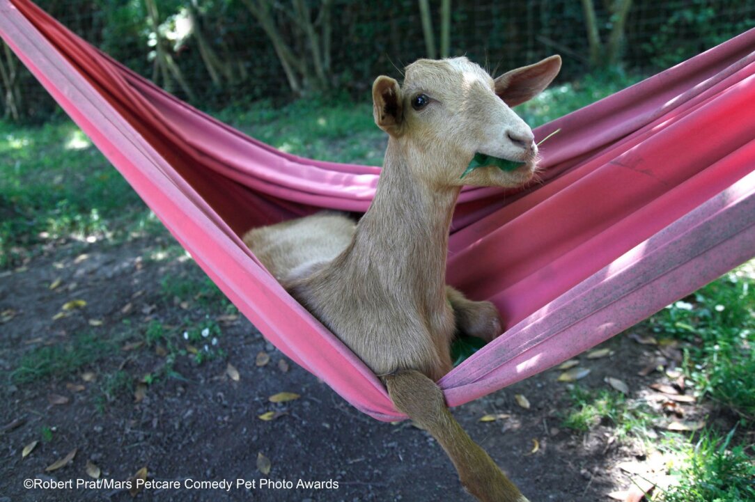 cabra en hamaca
