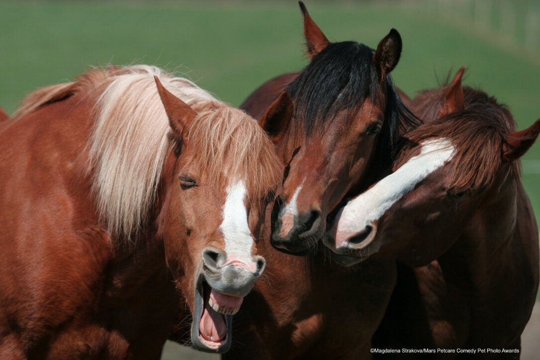 caballo riendo