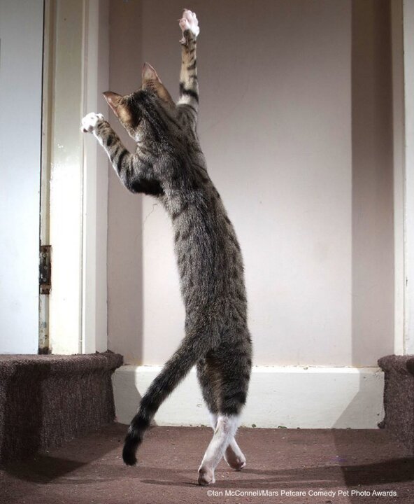 gato bailarín