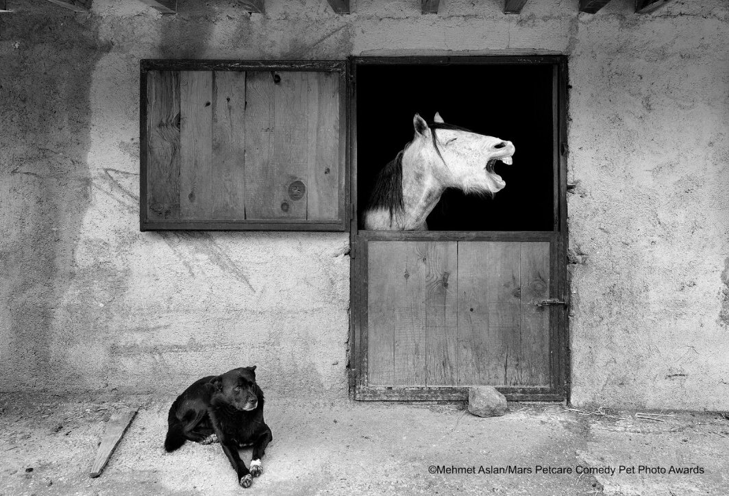 caballo riéndose con perro