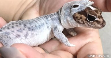 foto-salamandra-pijama