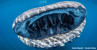 fotografia-submarina