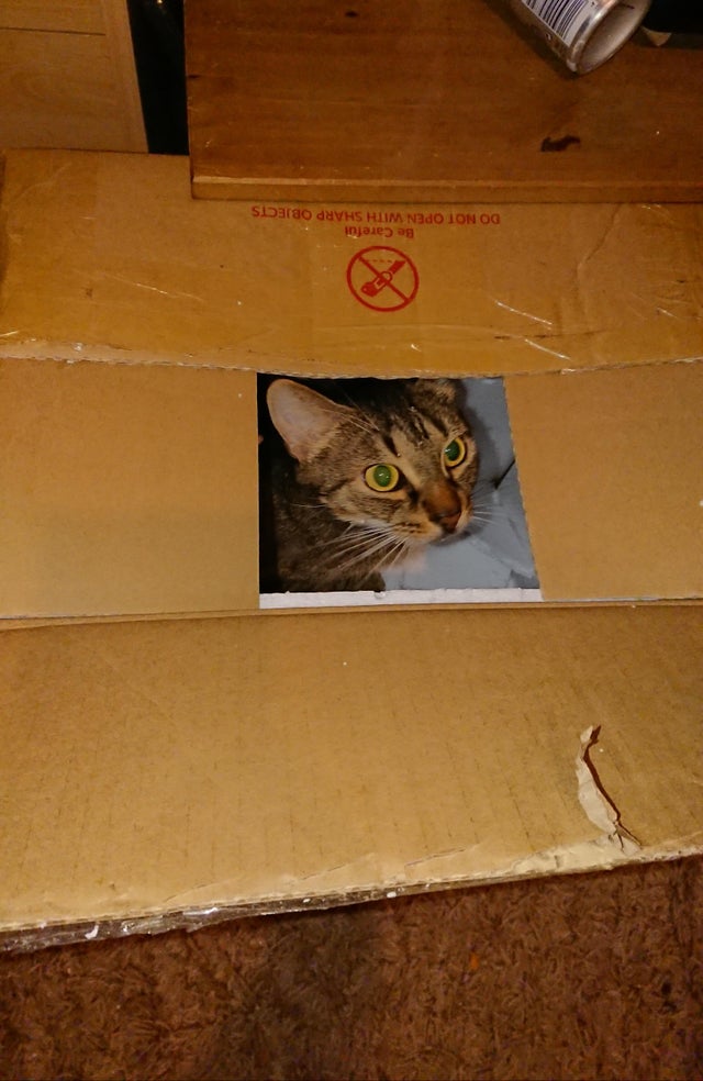 gato caja polaroid