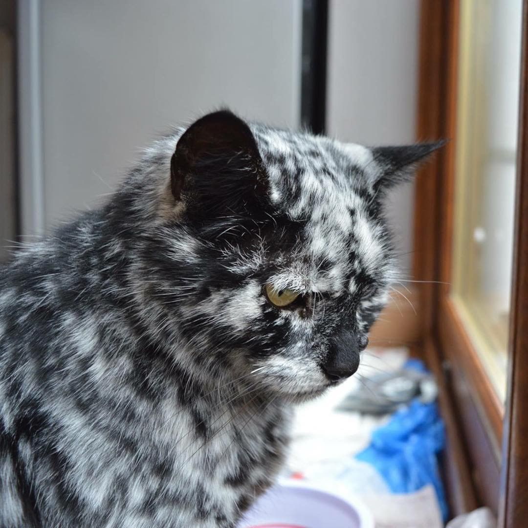 gato negro con vitíligo