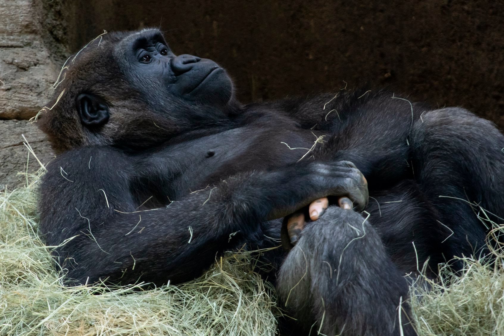 gorila con vitiligo