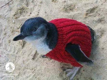 pinguino-jersey