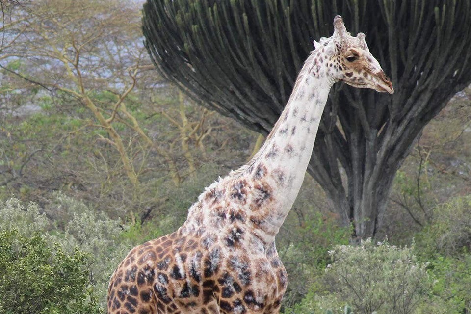 jirafa con vitiligo