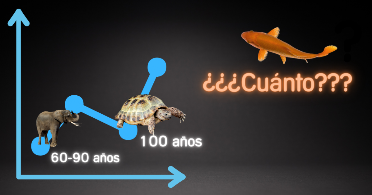 ¿Cuántos años vive un pez Koi de estanque? Seguro que te quedas corto...