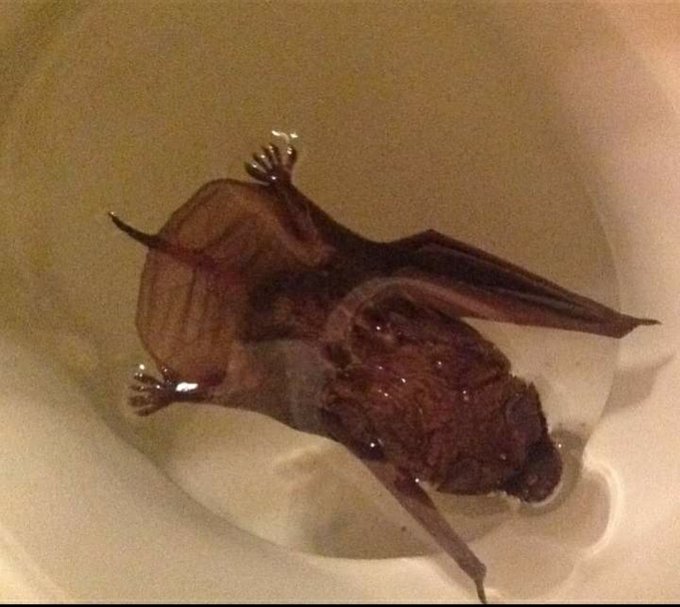 murciélago en el inodoro