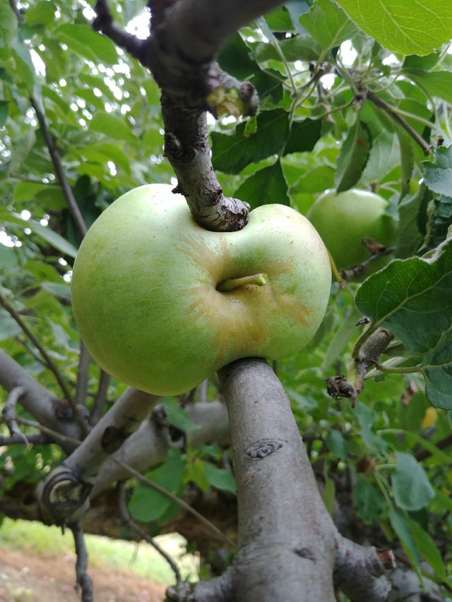 manzana ramas
