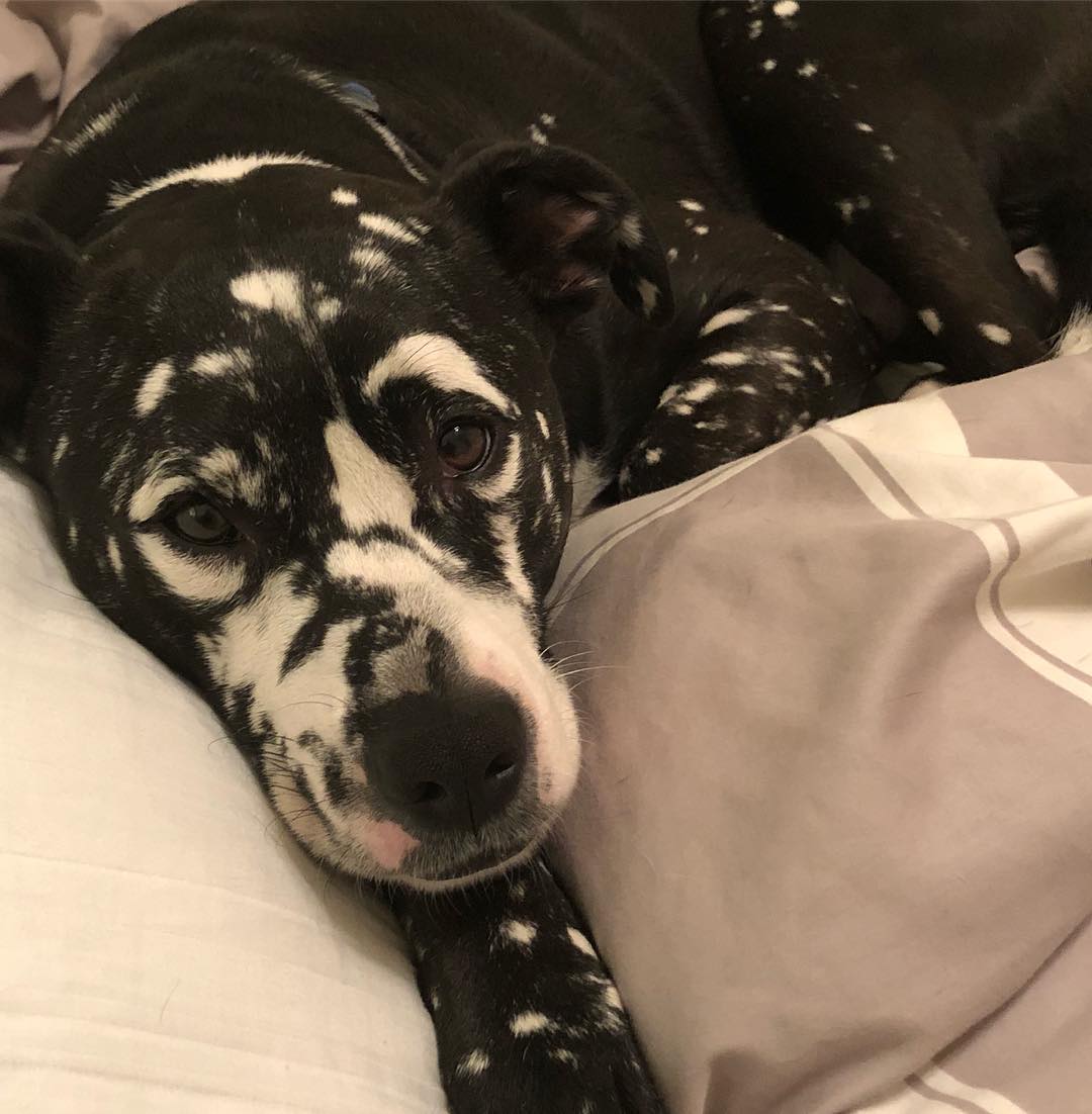 perro blanco negro vitiligo