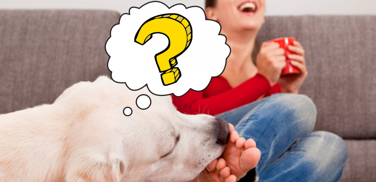 ¿Sabes por qué a tu perro le encanta lamerte los pies? Te contamos los