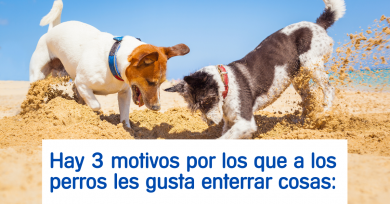 perros-enterrar